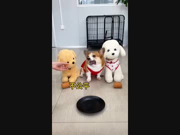 ホモと見る不当な扱いに抗議するコーギー