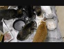今週のおやつ（本隊）【蒼民家の猫々】