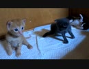 ちょいリニアモーターな動きを見せてくれた子猫（スイーっ）