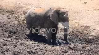 A young elephant bathes in mud at a watering hole