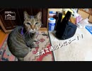 【第219回】ネズミ退治！と飛ぶのか？とヨウシュヤマゴボウ