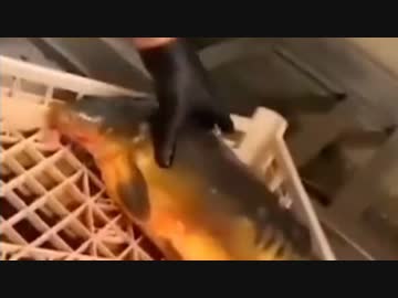 ホモと見る捌かれてもなんとか生き延びようとする魚