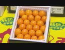 “１キロ３万円”糖度１８度以上の最高級品も…みやざき完熟きんかん「たまたま」解禁