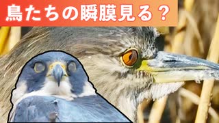 鳥のまぶたと瞬膜を観察・検証！