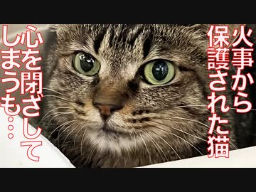 火事から保護された猫、心を閉ざして地蔵になるも…