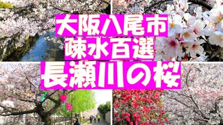 疎水百選・長瀬川の桜　桜の季節の八尾散歩②　長瀬川は大和川の付け替えと共に作られた農業用水路で玉串川とともに八尾の桜の名所です。「世界かんがい施設遺産」として登録されています。