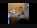 【ショート】子猫呆然（ローリングでミルク離れたが戻ってきた）