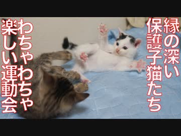 縁の深い子猫兄弟、たのしいわちゃわちゃ運動会