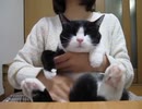 猫 (1)