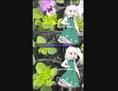 妖夢と蕾夢の蕾の咲く前に１