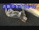 2024・猫の名前はしろNO32（シロの散歩）