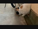 野良猫のシロミケ、夕方前にやってきた！