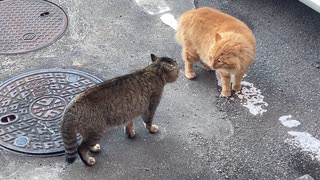 【野良猫の口喧嘩】茶トラ猫のゴンタvs新参のキジトラ猫　一部始終