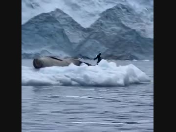 ホモと見るアザラシの前に飛び出したペンギン