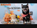 もっと柴犬のことが超わかる「柴犬あるある」７選 - 柴犬の可愛い特徴・特性・性格まとめ【柴犬学】