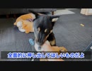 【黒豆柴こてつ】（ボクこて）マスターが子どもっぽいから、とっても世話が焼けるよ - ボクがマスターに付き合ってあげる理由について【子犬】72-74日目※柴犬暮らし