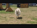 ポメラニアンがひたすら迫ってくる動画
