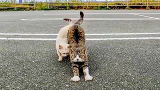 駐車場に車を止めると降りてくるのを待っている野良猫がいてカワイイ