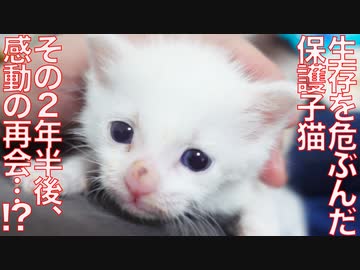生存を危ぶんだ保護子猫、2年ぶりに感動の再会…!?