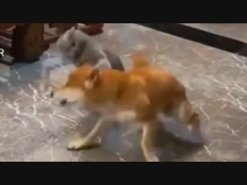ホモと見る猫vs犬