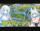 2024年1月18日　農作業日誌P878　出稼ぎ先でひたすら彼岸花の球根を集める簡単なお仕事