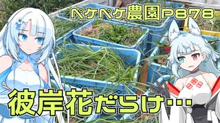 2024年1月18日　農作業日誌P878　出稼ぎ先でひたすら彼岸花の球根を集める簡単なお仕事