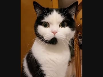 ホモと見るオペレーターと化したネコ