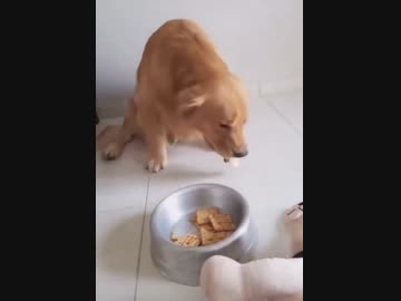 ホモと見る犬注意喚起シリーズ