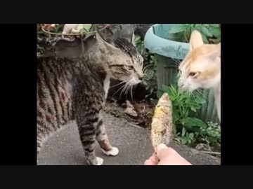 ホモと見る猫のケンカを焼き魚で仲裁する男