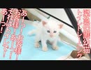 緊急保護預かり子猫姉弟、フン闘トイレトレーニング
