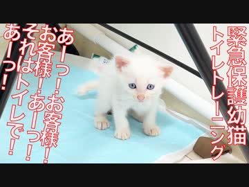 緊急保護預かり子猫姉弟、フン闘トイレトレーニング