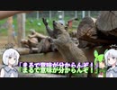 推定10万匹以上！？生息域拡大中の厄介な外来生物、「タイワンリス」とは！？