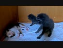 事件現場に遭遇したかのような子猫「まるで火サス」