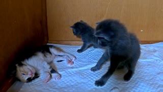 事件現場に遭遇したかのような子猫