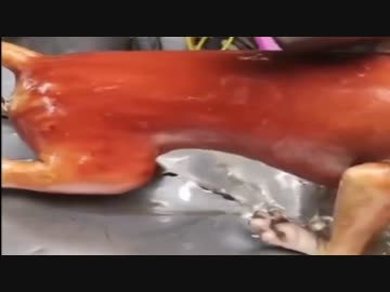 ホモと見る北京ドッグ