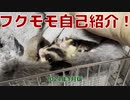 【 #フクロモモンガ 】我が家のフクモモ自己紹介動画 2024年1月版