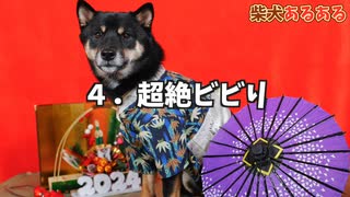 さらに柴犬のことが超わかる「柴犬あるある」８選 - 柴犬の可愛い特徴・特性・性格まとめ【柴犬学】