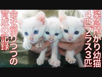 緊急保護預り幼猫7匹、転げ回る奮戦の記録