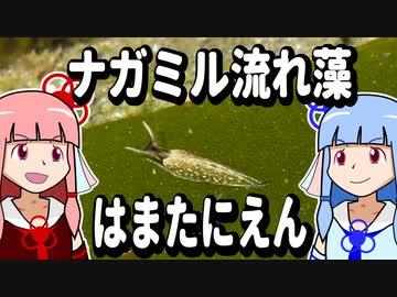 【琴葉姉妹の磯遊び】ナガミル流れ藻はまたにえん【VOICEROID解説】