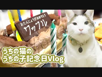 飼い猫の誕生日をお祝いしました。