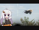 広大な大自然で狩りをするあかりちゃんのtheHunter: CotW#63