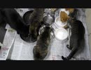 今週のおやつ（本隊）【蒼民家の猫々】