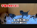寝た結果みんなから遊び道具にされた子猫がこちらです