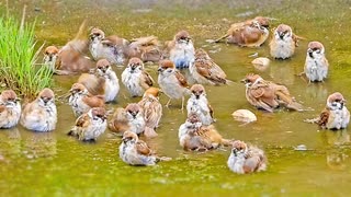 水浴びスズメさん動画を集めてみました□□□□□□□□□□