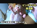 子猫のピンチ集