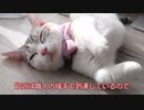 【マンチカンの子猫】ボールトイ職人の成長記録｜びびちゃんねる