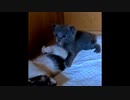 【ショート】噛んだことを反省しているような子猫