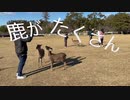 奈良公園の唄