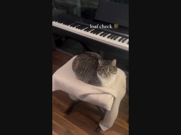 ホモと見る香箱座りチェック