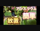 めっちゃ楽！アンスリウムは放置で咲いてくれる！